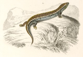 Chalcides ocellatus