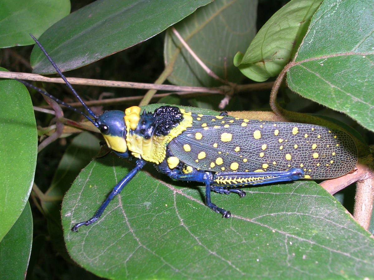 Aularches miliaris