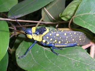 Aularches miliaris