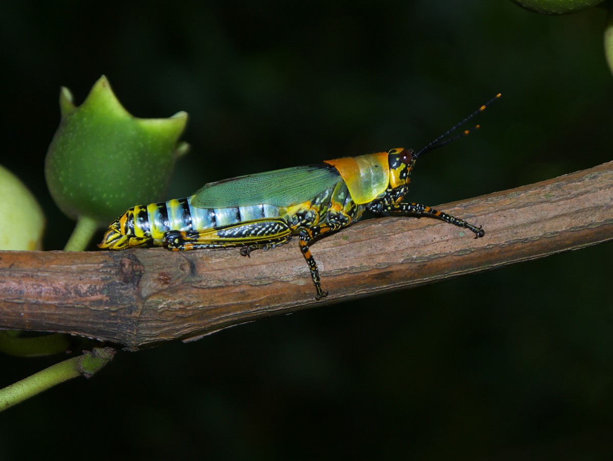 Zonocerus variegatus