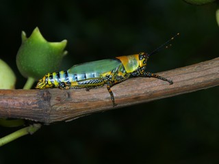 Zonocerus variegatus