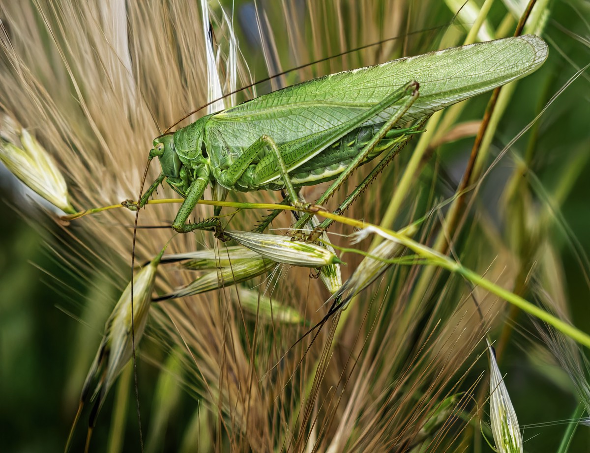 Tettigonia viridissima
