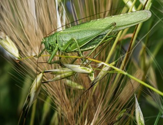 Tettigonia viridissima