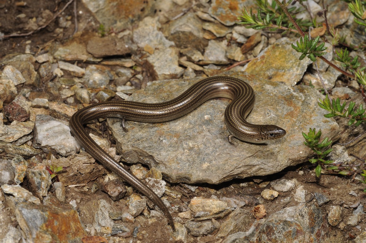 Chalcides striatus