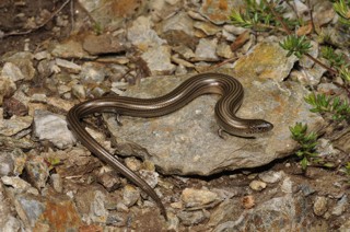 Chalcides striatus