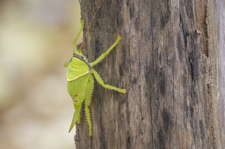 Pseudophyllus titan