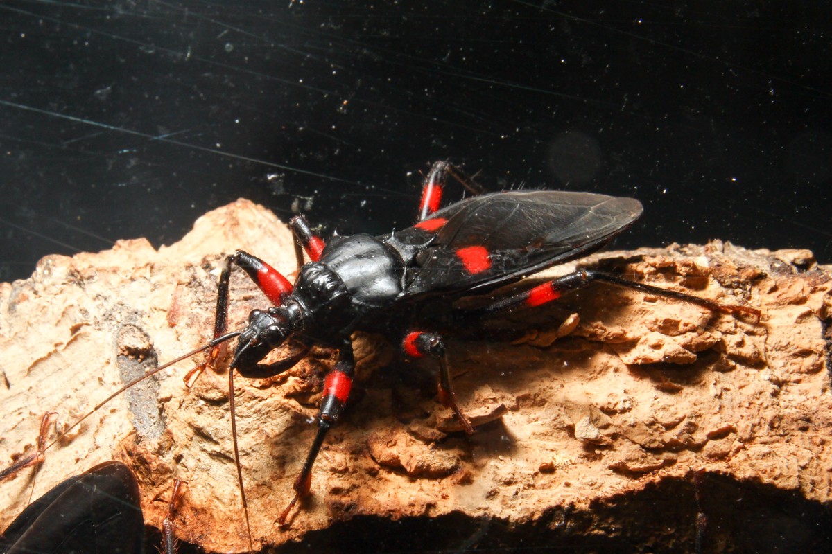 Platymeris laevicollis