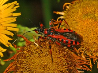 Rhynocoris iracundus