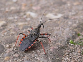 Rhynocoris annulatus