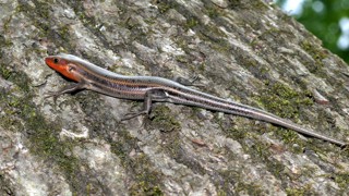 Plestiodon fasciatus