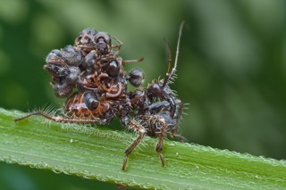 Acanthaspis petax