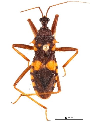 Acanthaspis quinquespinosa