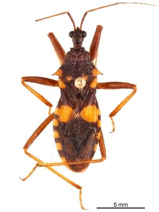 Acanthaspis quinquespinosa