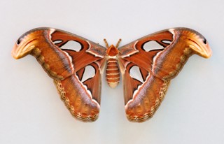 Attacus atlas