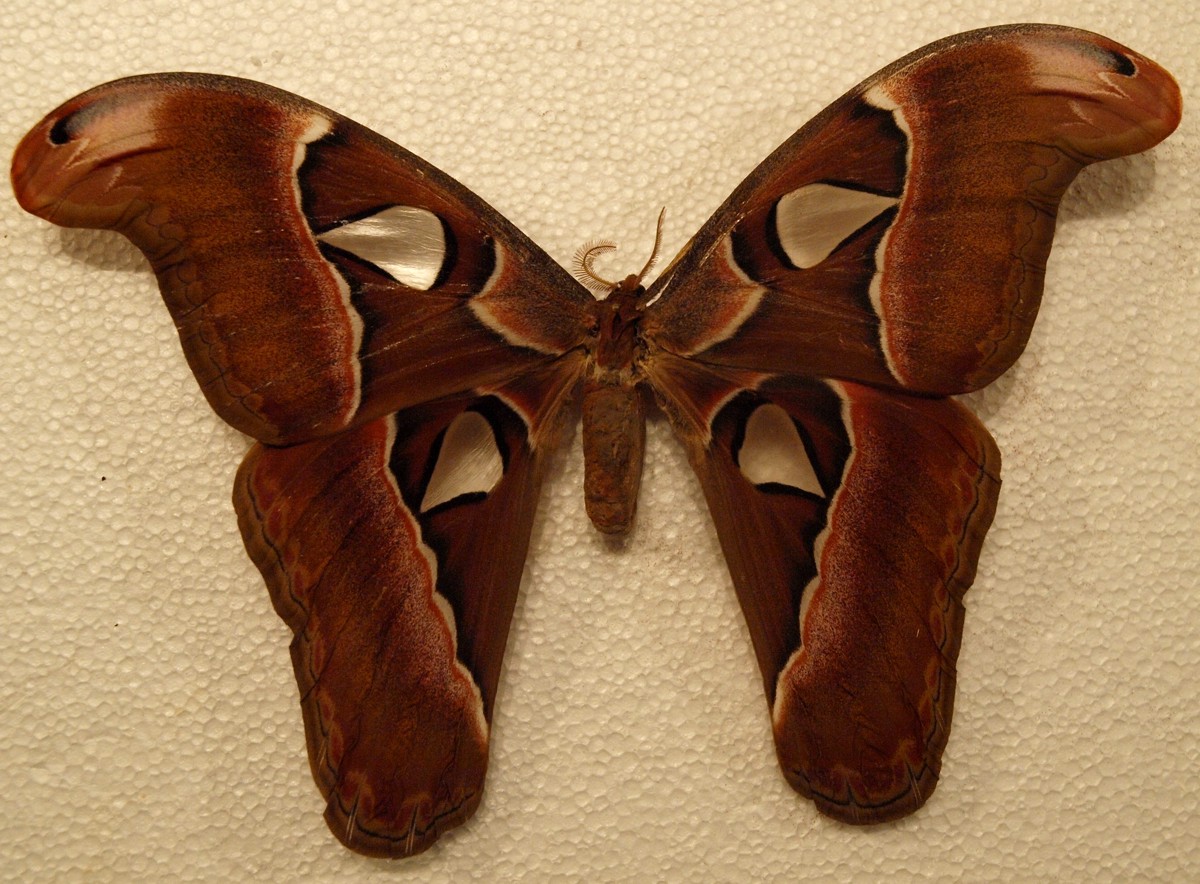 Attacus lorquinii