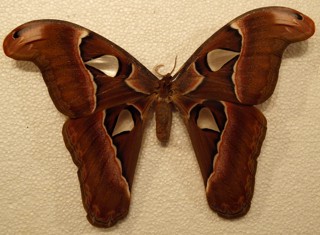 Attacus lorquinii