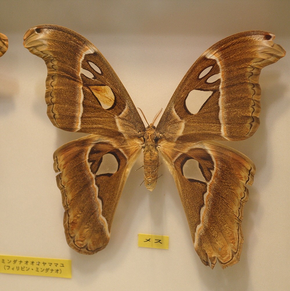 Attacus caesar
