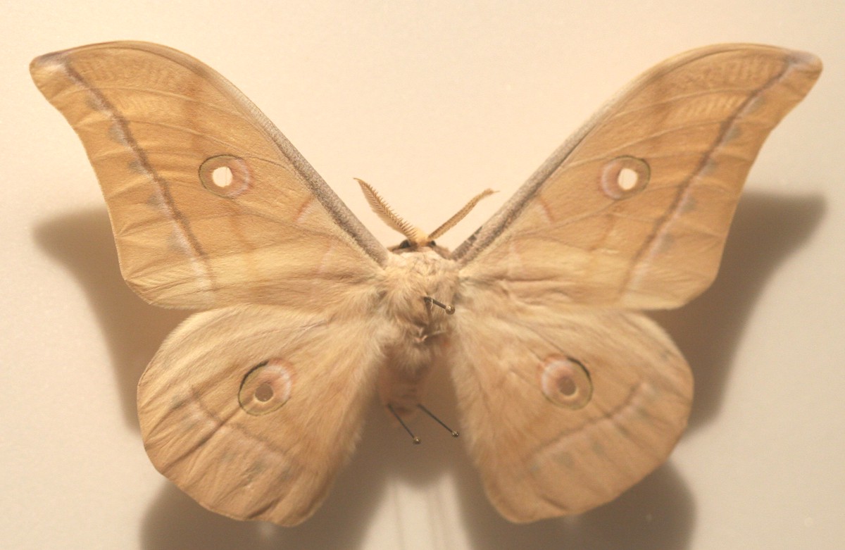 Antheraea (Antheraea) pernyi