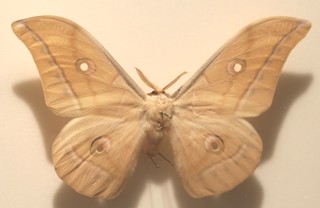 Antheraea (Antheraea) pernyi
