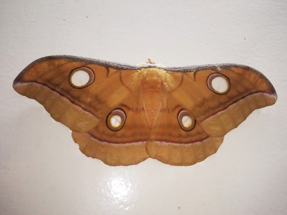 Antheraea (Antheraea) mylitta