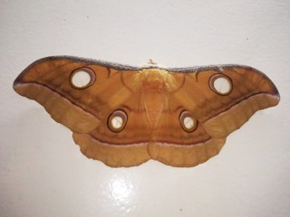 Antheraea (Antheraea) mylitta