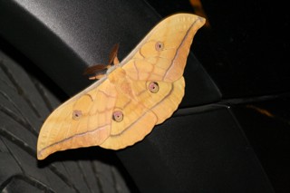 Antheraea (Antheraea) yamamai