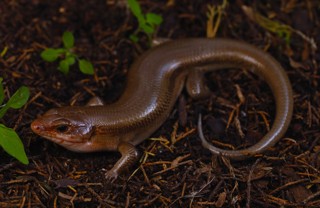 Plestiodon laticeps
