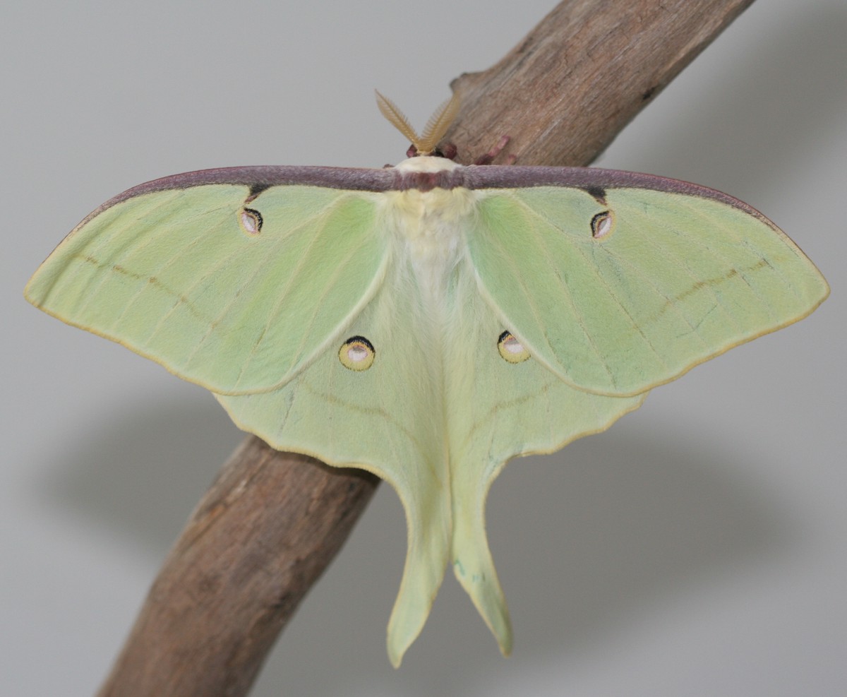 Actias luna
