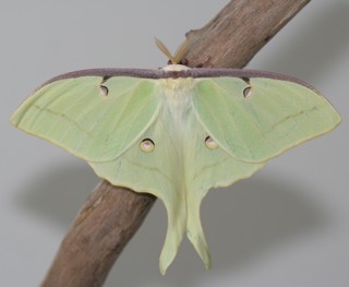 Actias luna