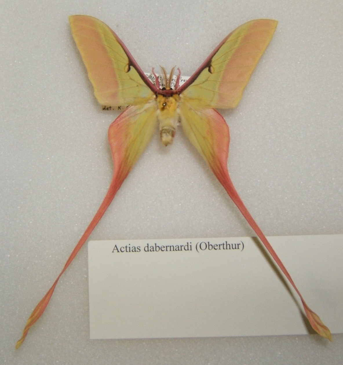 Actias dubernardi