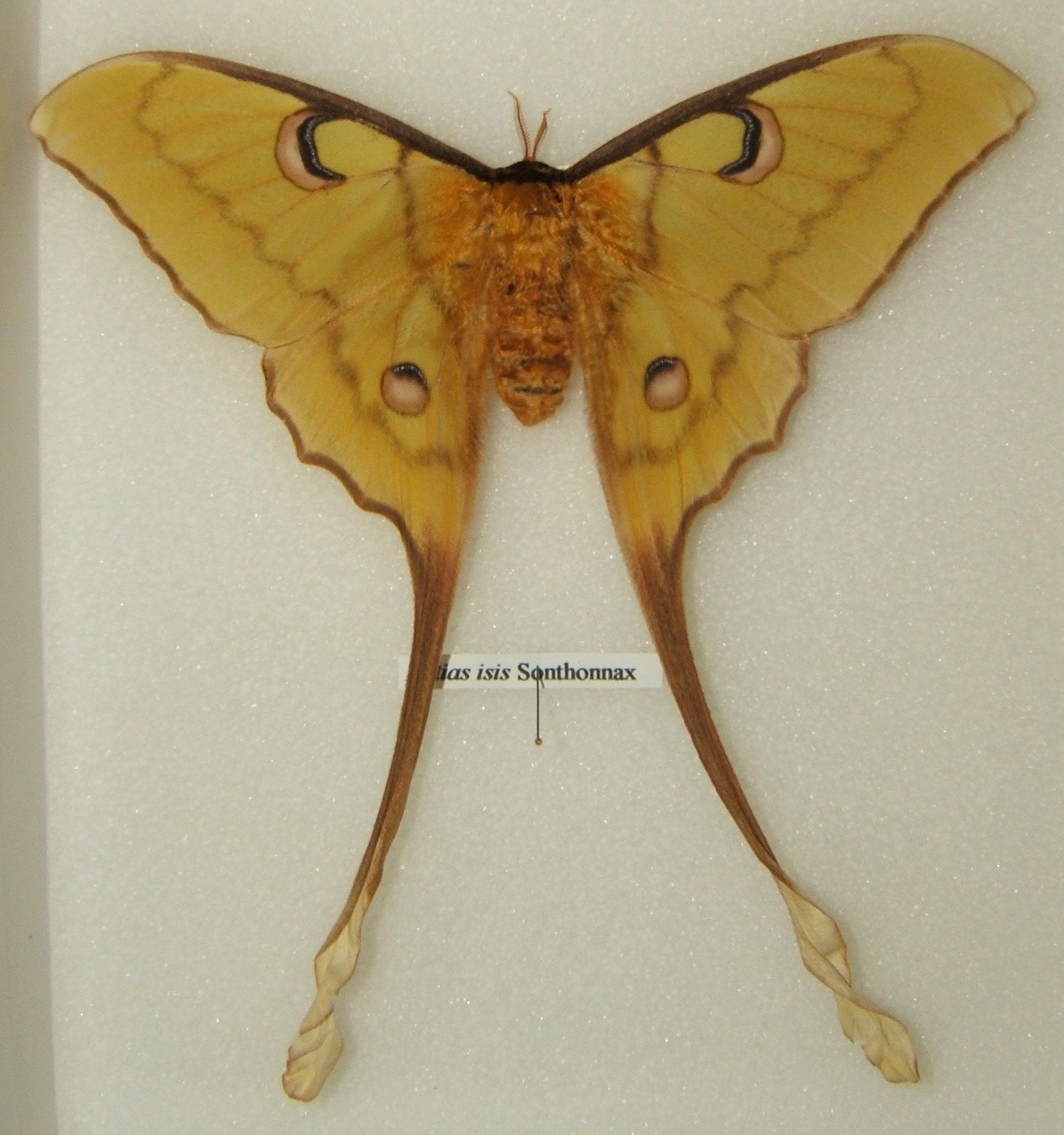 Actias isis