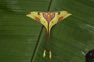 Actias maenas