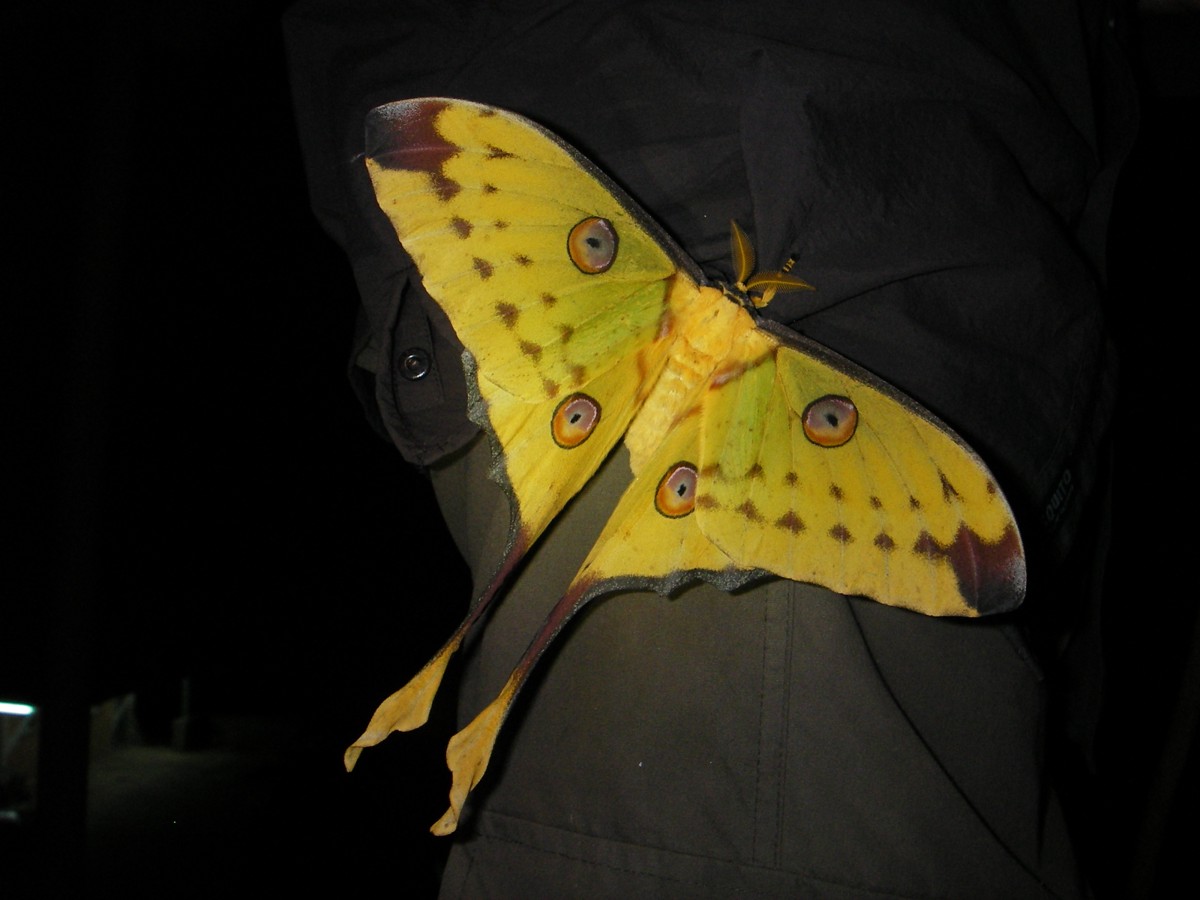 Argema mittrei