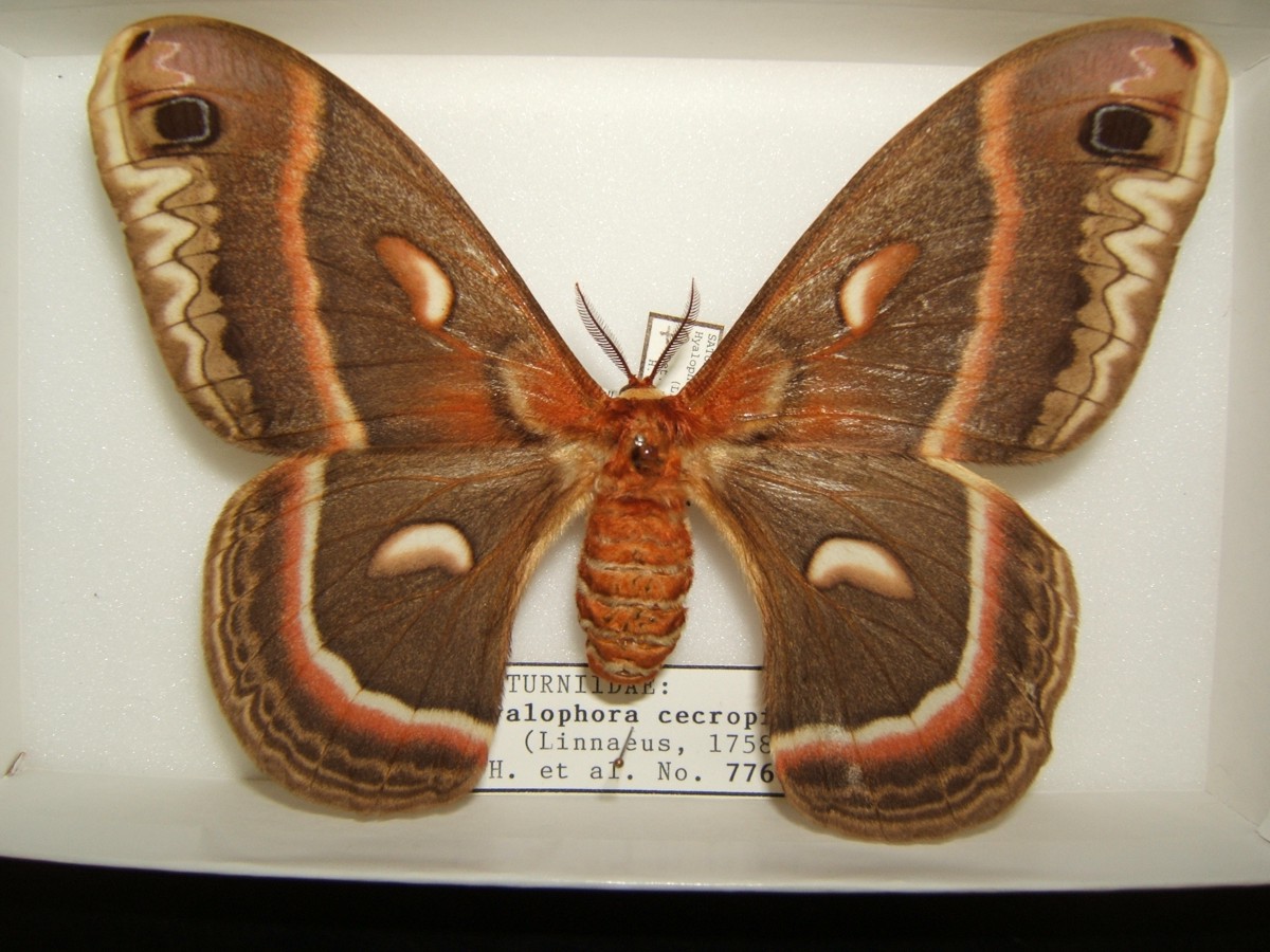 Hyalophora cecropia