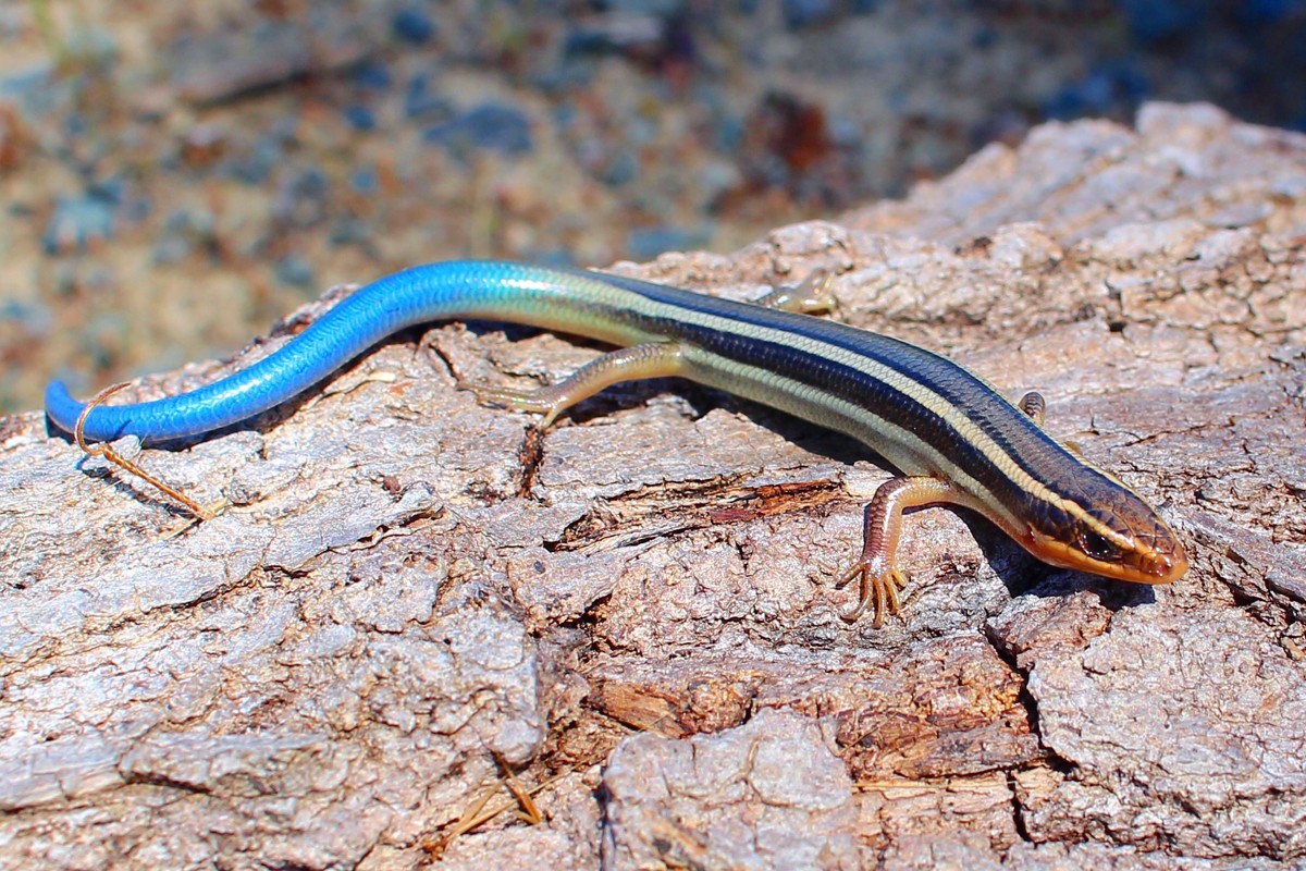 Plestiodon skiltonianus