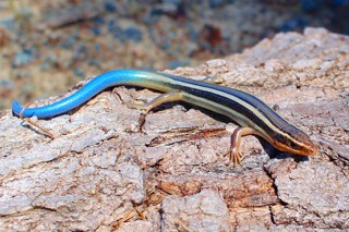 Plestiodon skiltonianus
