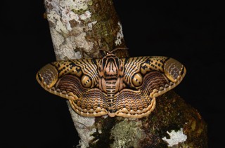 Brahmaea hearseyi