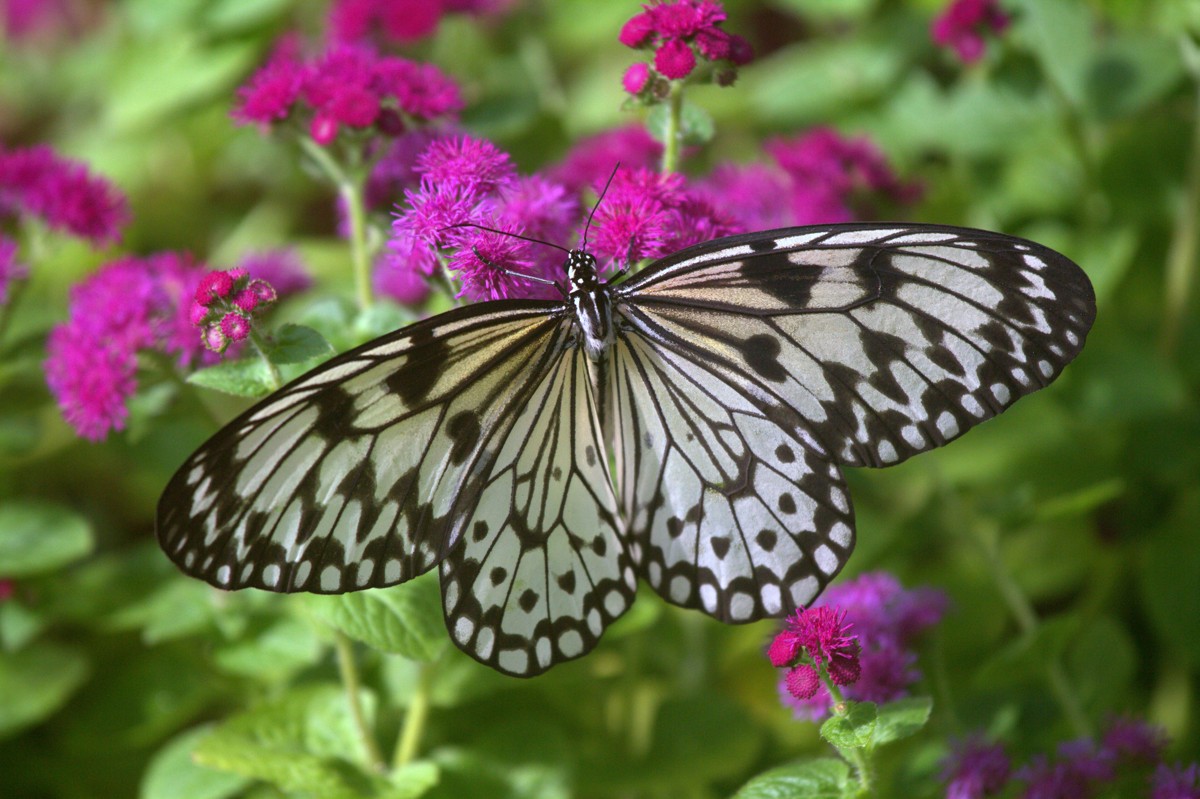 Idea leuconoe