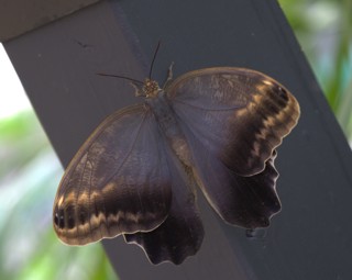 Caligo memnon