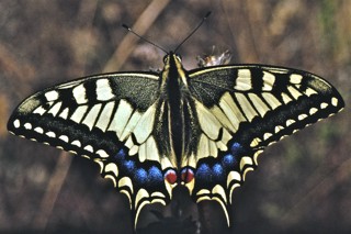 Papilio machaon