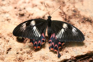 Papilio polytes