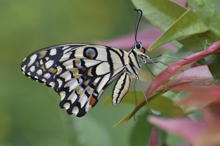 Papilio demoleus