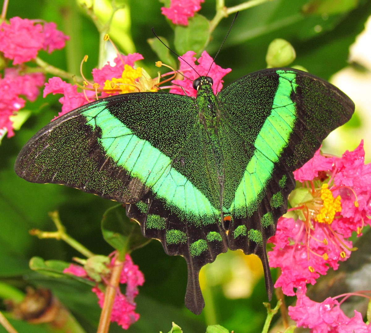 Papilio palinurus