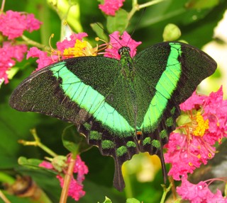 Papilio palinurus