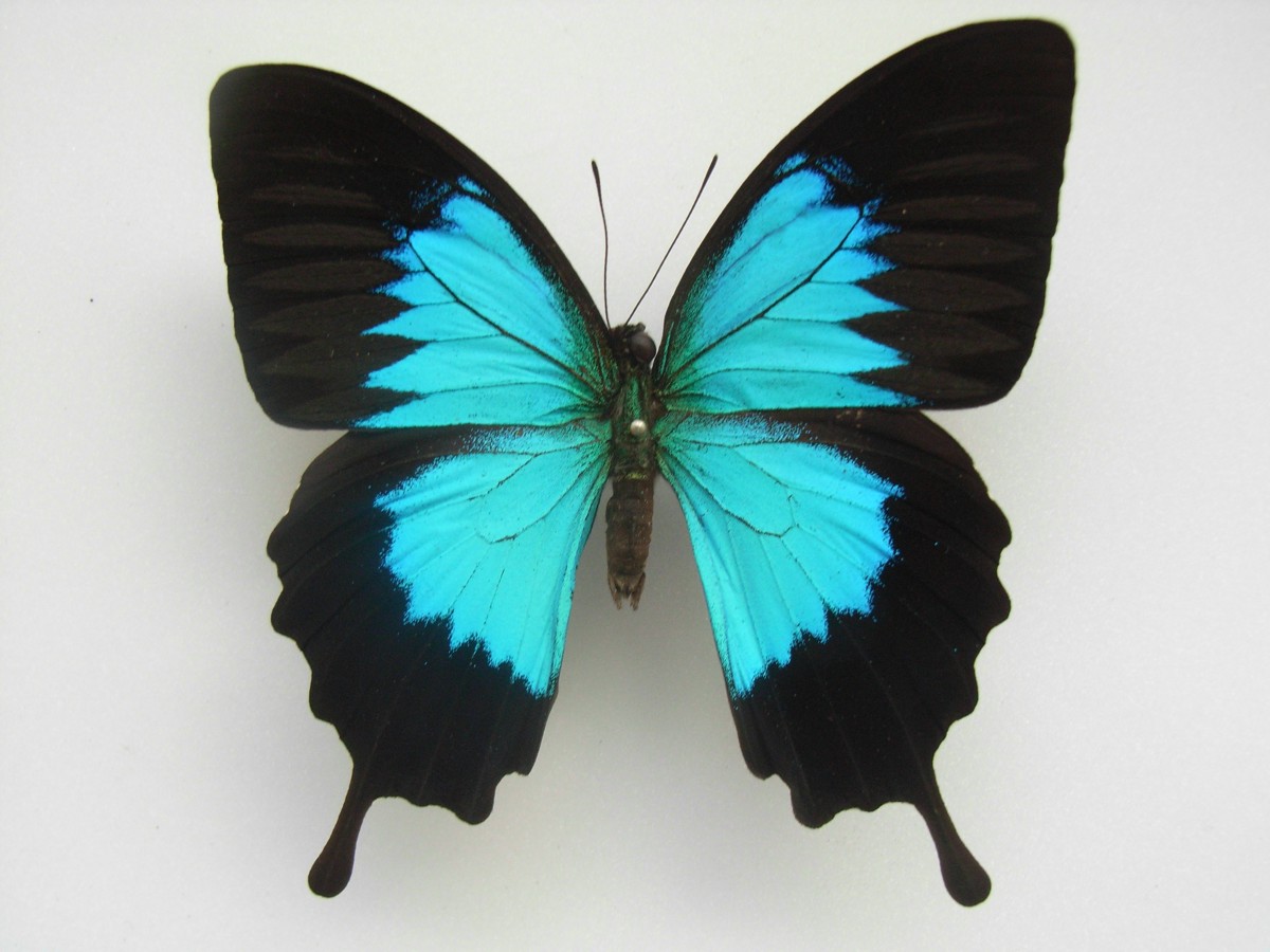 Papilio ulysses