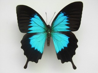 Papilio ulysses