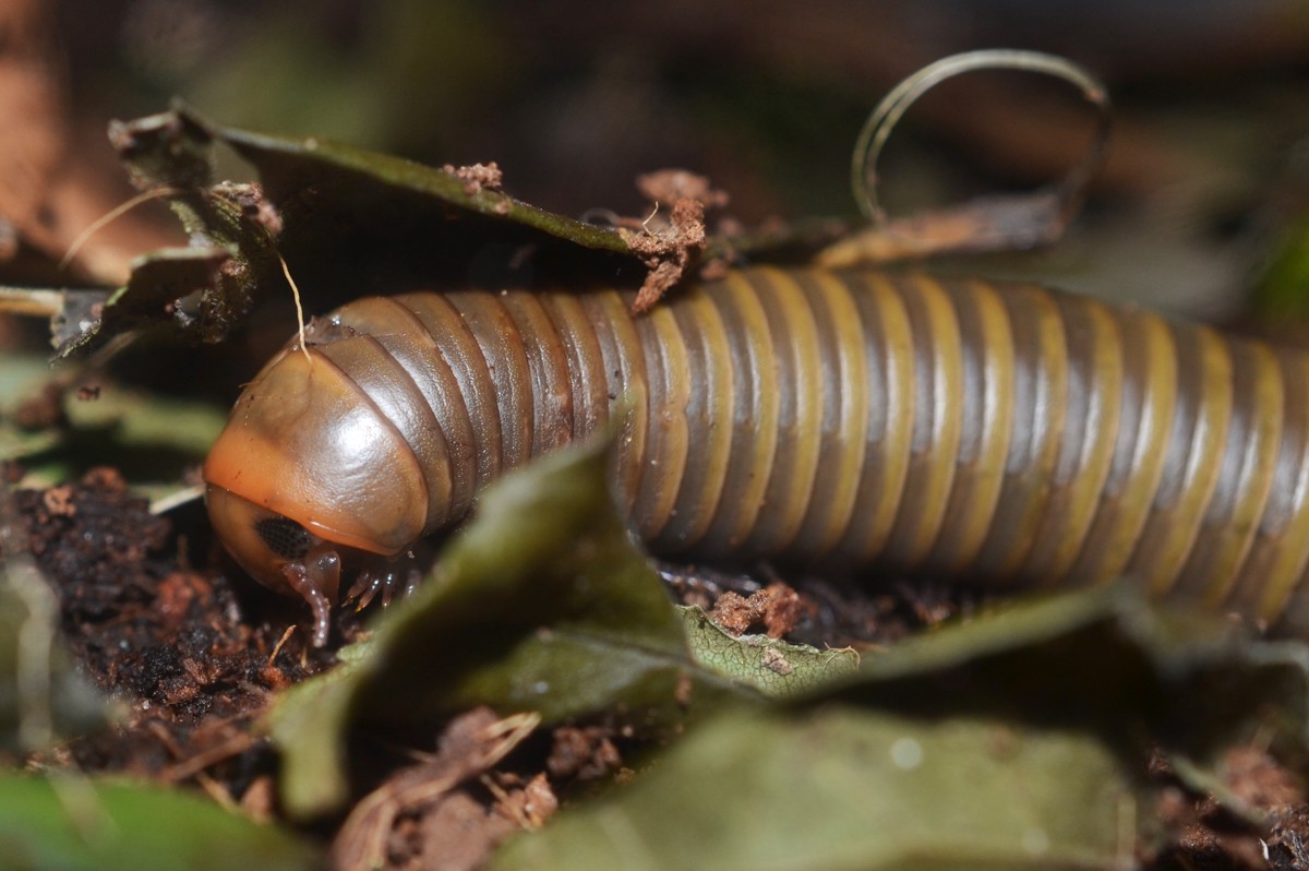 Narceus gordanus