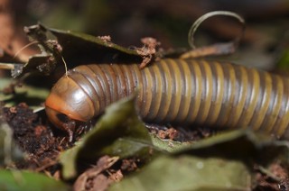 Narceus gordanus