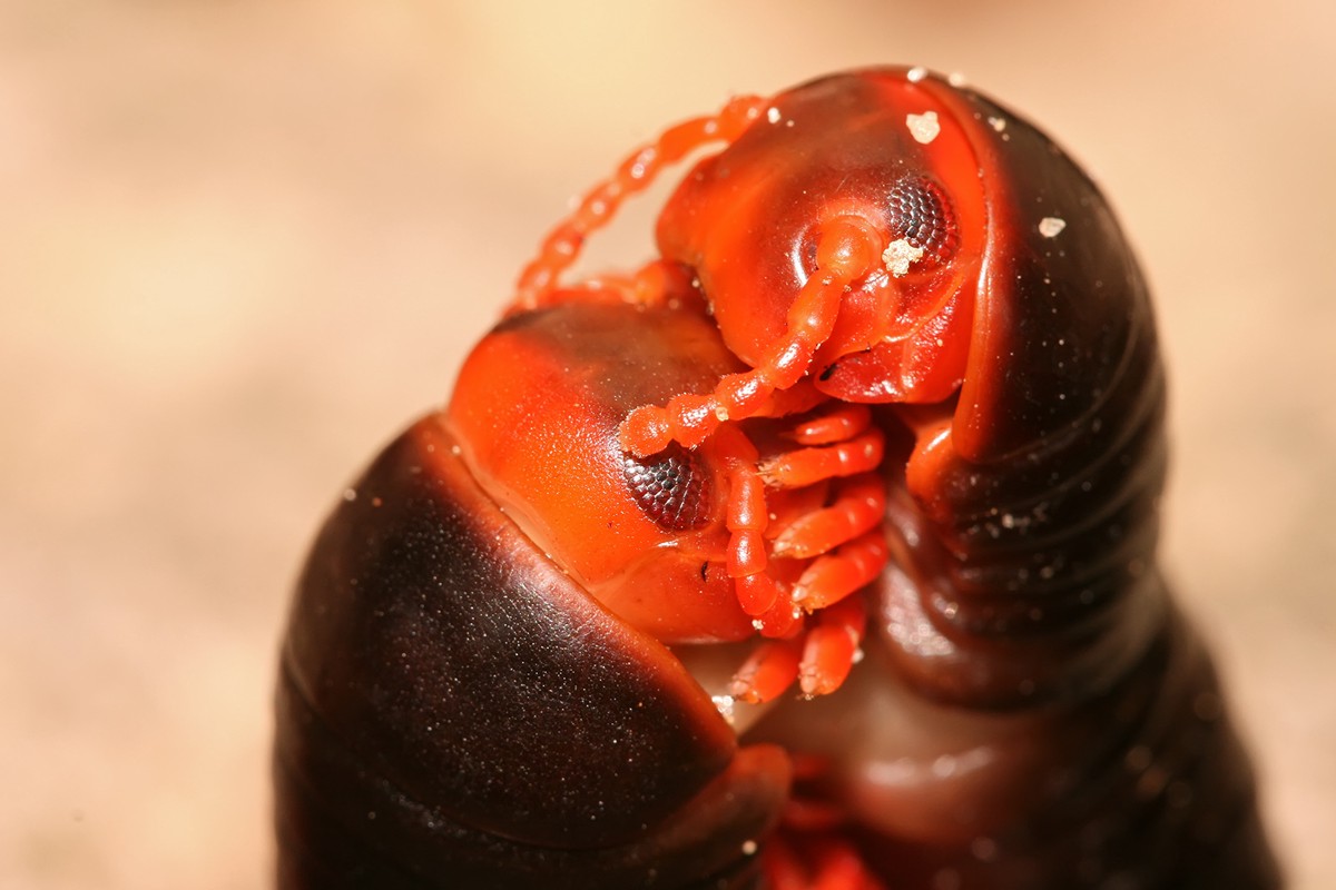 Epibolus pulchripes