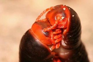 Epibolus pulchripes